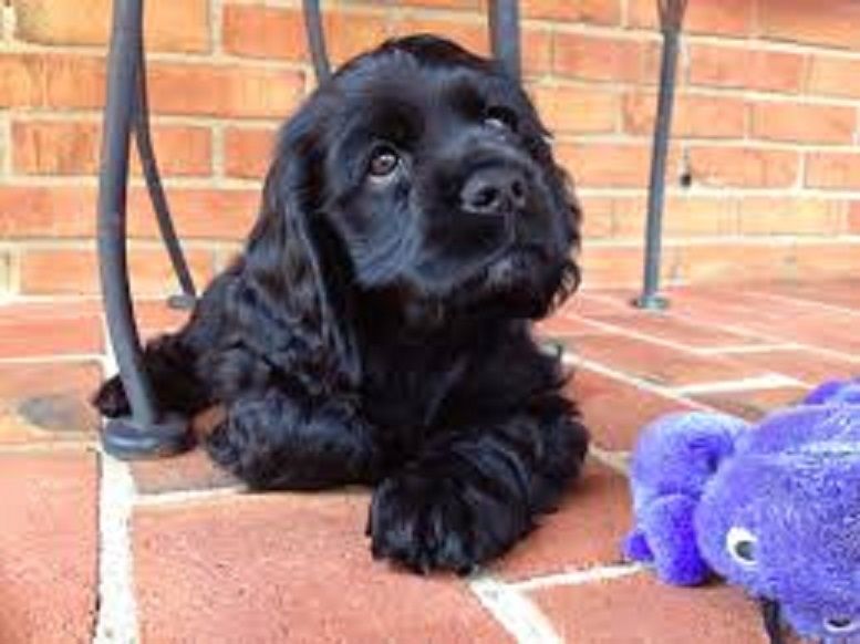 cocker spaniel criado em ambiente familiar