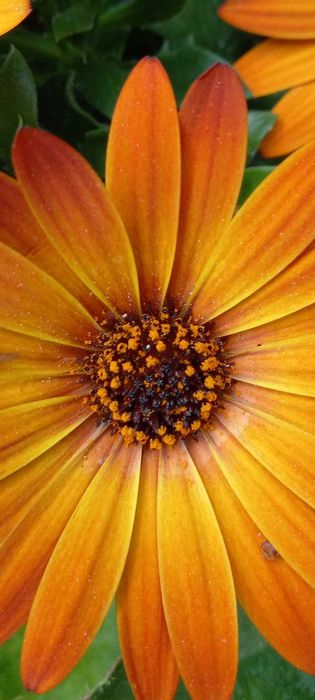serviços de Jardim e bricolagem com experiência garantida