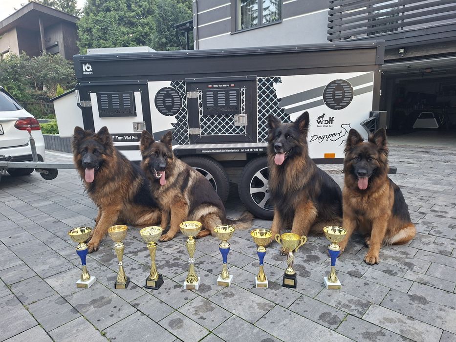 Owczarek Niemiecki Długowłosy Fci ,piesek