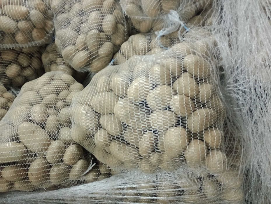 Ziemniaki irga,catania,noya,denar,melodia,irys