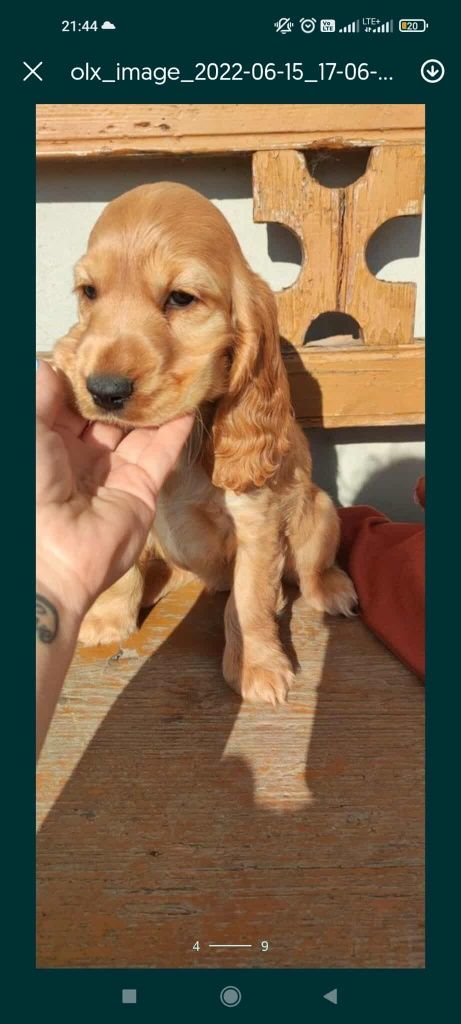 Pies Cockier Spaniel Angielski