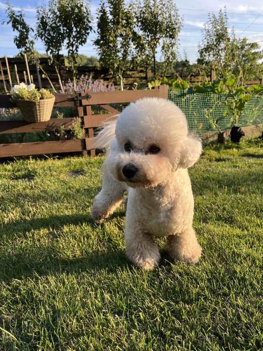 Бішон Фрізе В‘язка