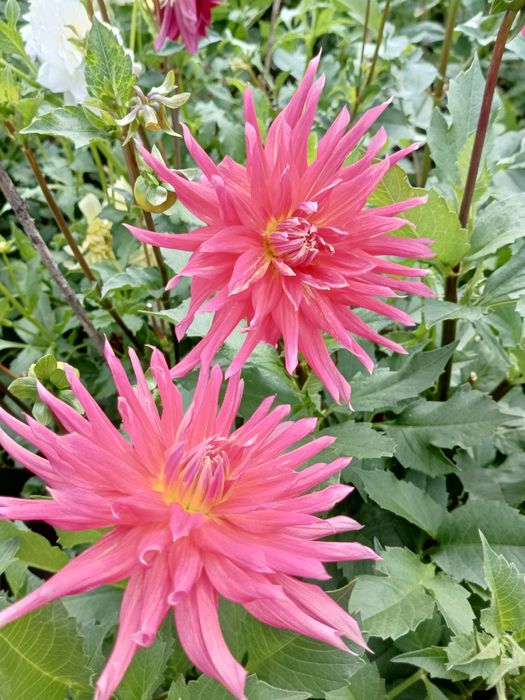 Георгіни,жоржини(георгины,жоржыны)