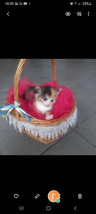 Безкоштовно!  Корзина  щастя!