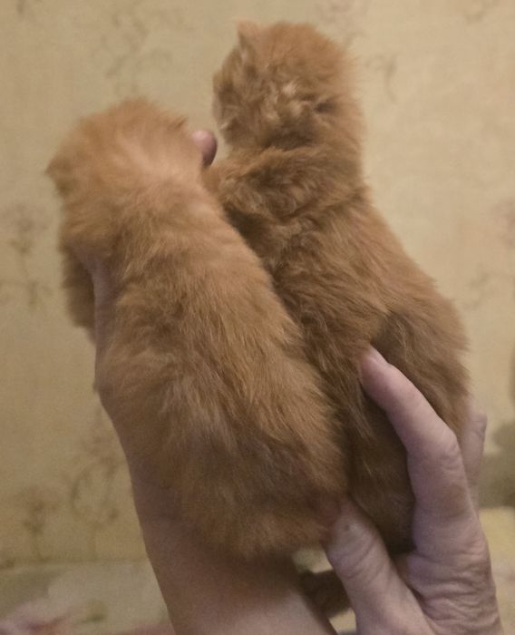 Кошенята Мейн Кун.
