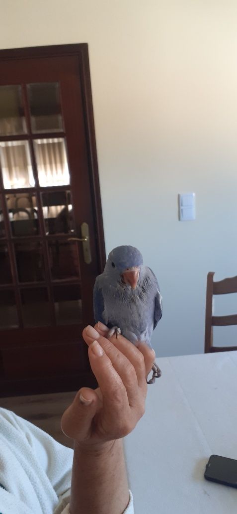 Aves rig  neke domesticado