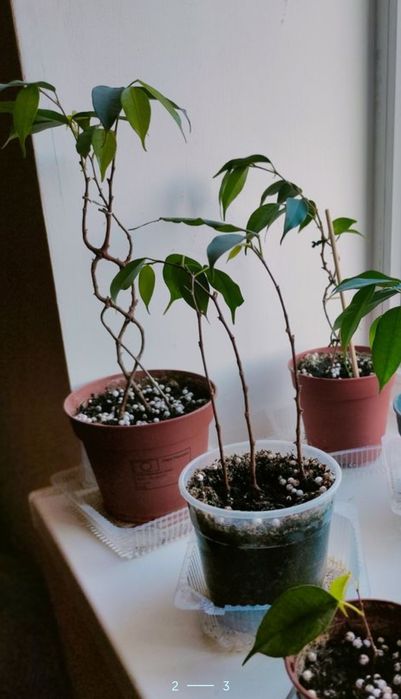 Фікус Бенджаміна вазон