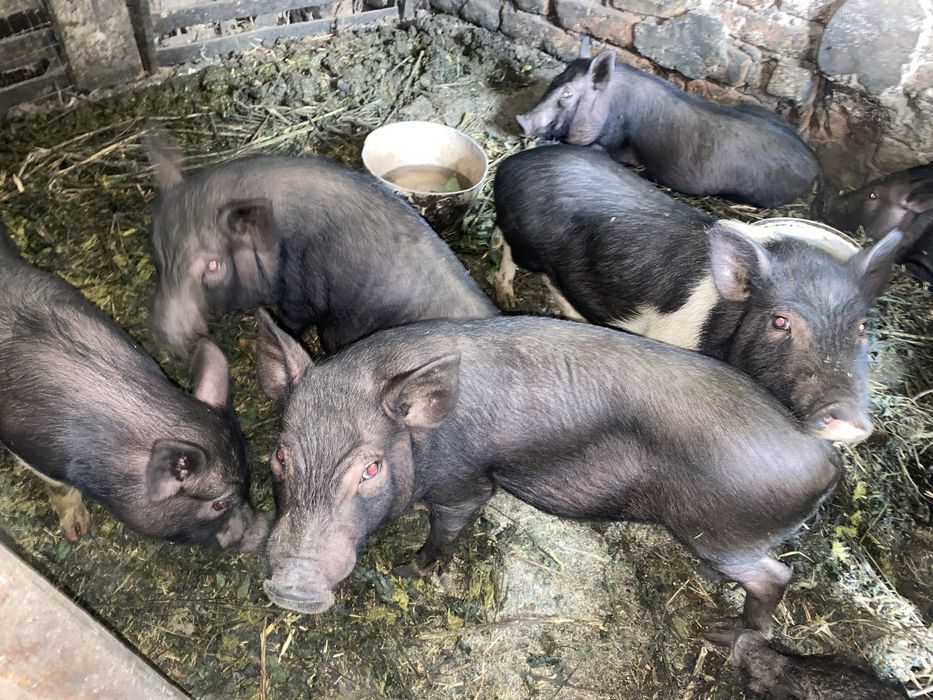 В'єтнамська вислобрюха свиня
