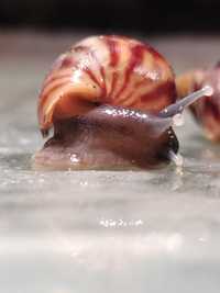 Ślimaki lissachatina reticulata nominal body