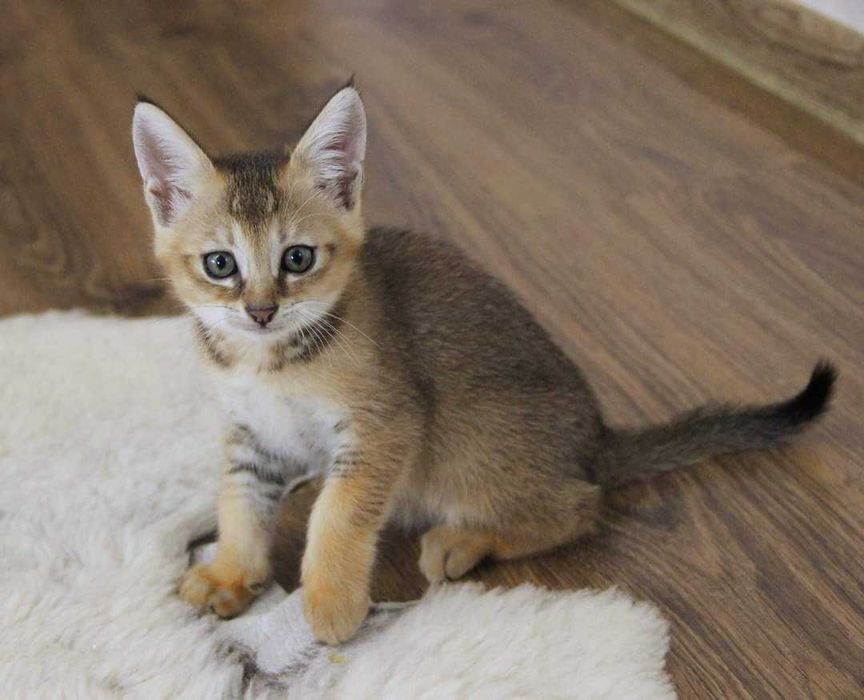 Шикарные малышата породы Чаузи! Гибрид камышового кота!