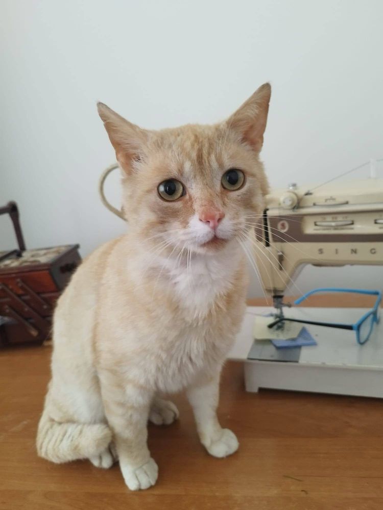 Kotek Karmelek do adopcji
