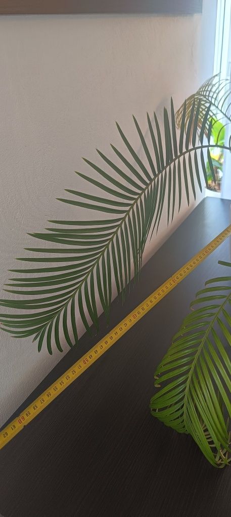 Sagowiec (Cycas revolta) palma