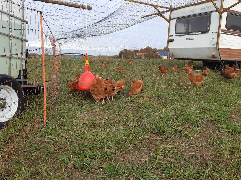 Kury, kurczaki rossa czerwone, zielononóżki, kaczki francuskie