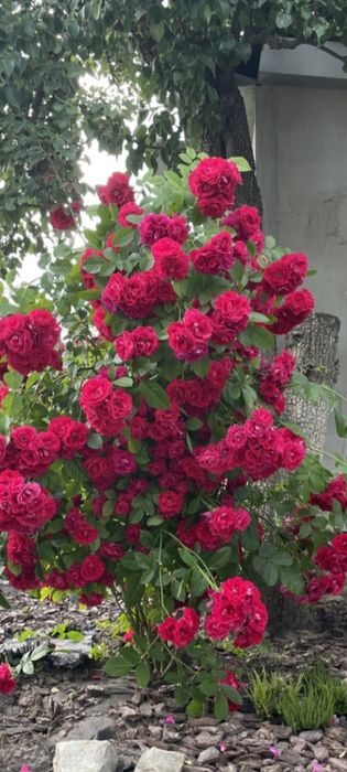 Продам кусты  роз .