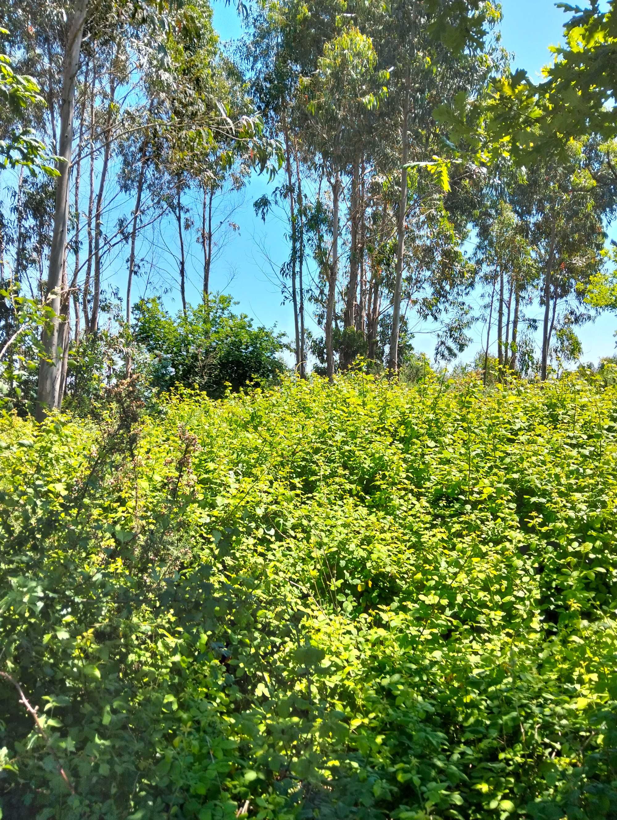 Limpeza de terrenos e jardinagem