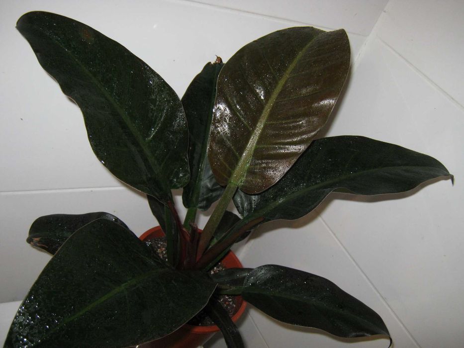 филодендрон разные сорта домашние детки укорененные черенки от150грн