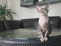 Devon rex cudowny chłopak