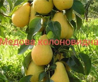 Саджанці плодових дерев