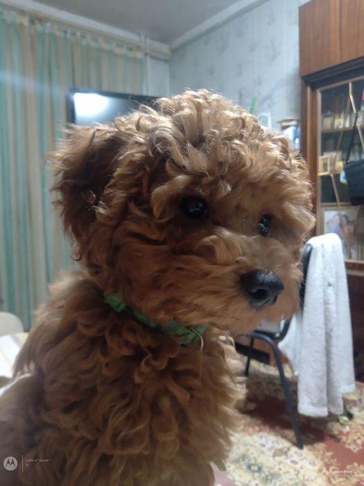 Пуделек малыш...