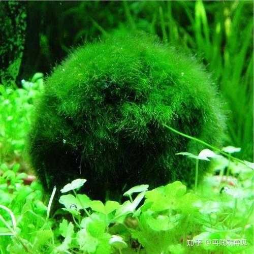 szczepki kulistych roślin akwariowych