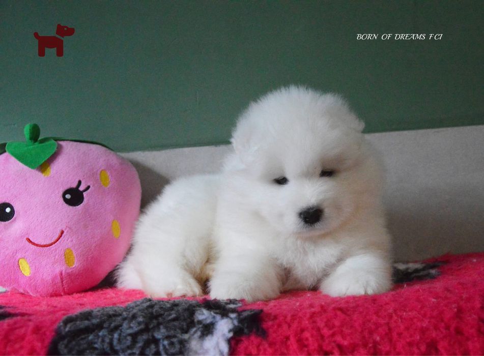 Samoyed/Samojed ZKwP FCI.  Odbior Listopad - suczka