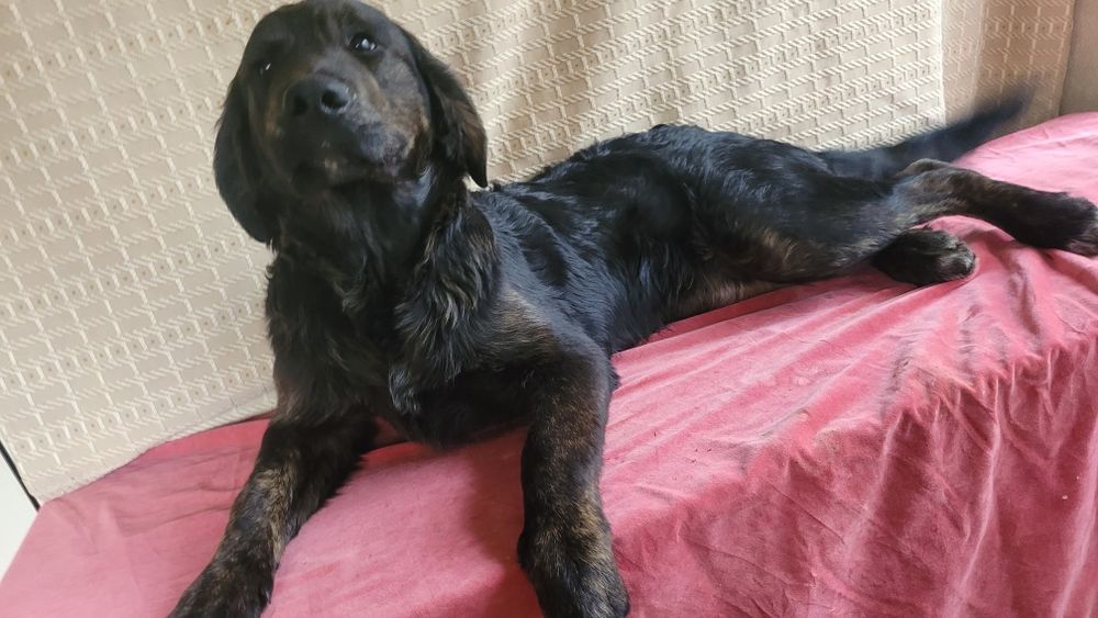 Черные голден ретриверы