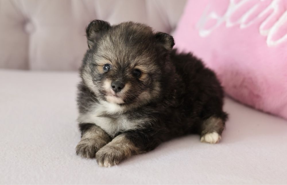 Pomeranian suczka