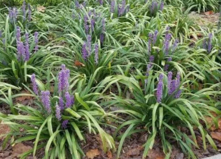 Milin pnącze,Trawka szafirkowa Kaktus epifilum