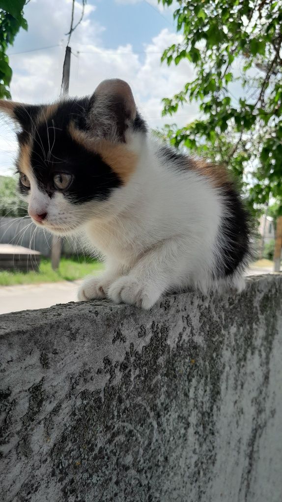Кошенята шукають батьків