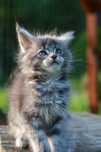 BETTY ... Kotka Maine Coon