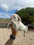 Pug Carlin Pink de olhos azuis