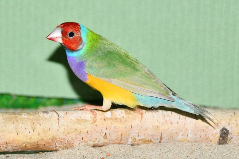 Amadyna wspaniała samiec 2025