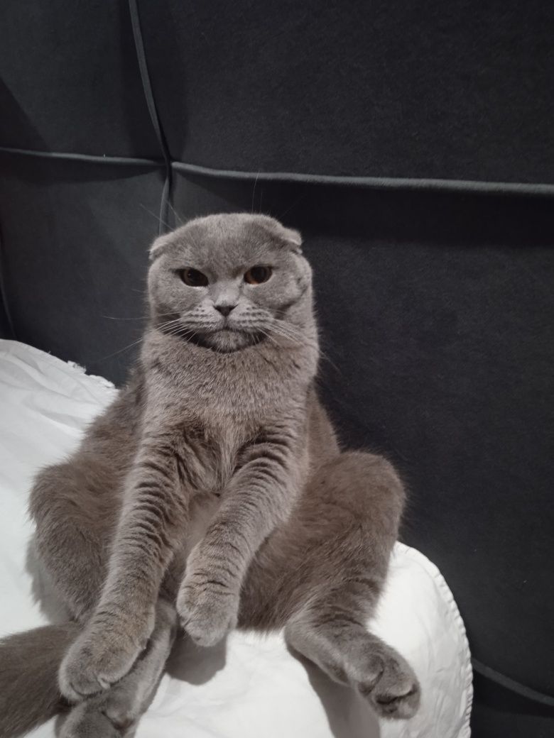 Продаю веслохую кошечку