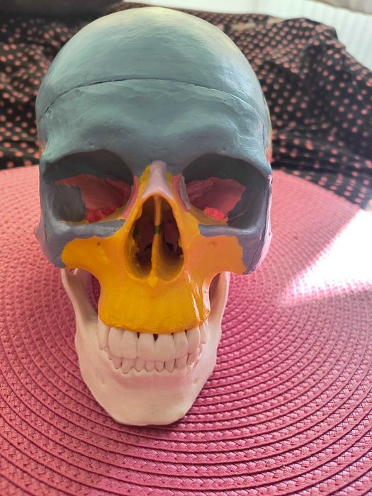 Model anatomiczny - ludzka czaszka