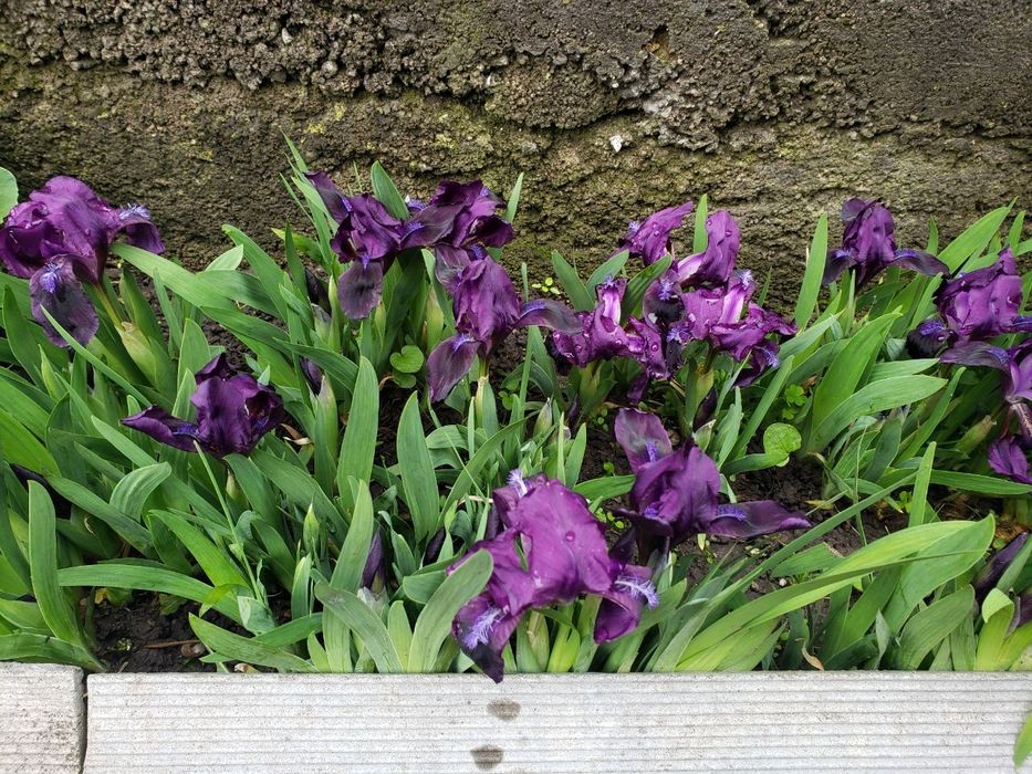 Клематіс, півонія, хоста, квіти