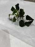 Vendo varias plantas desde 1€