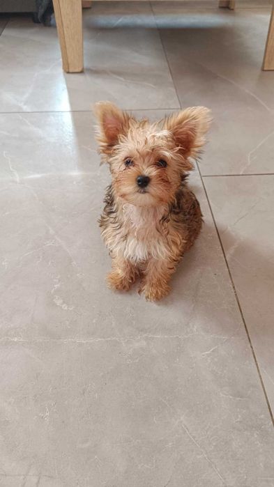 Yorkshire terrier