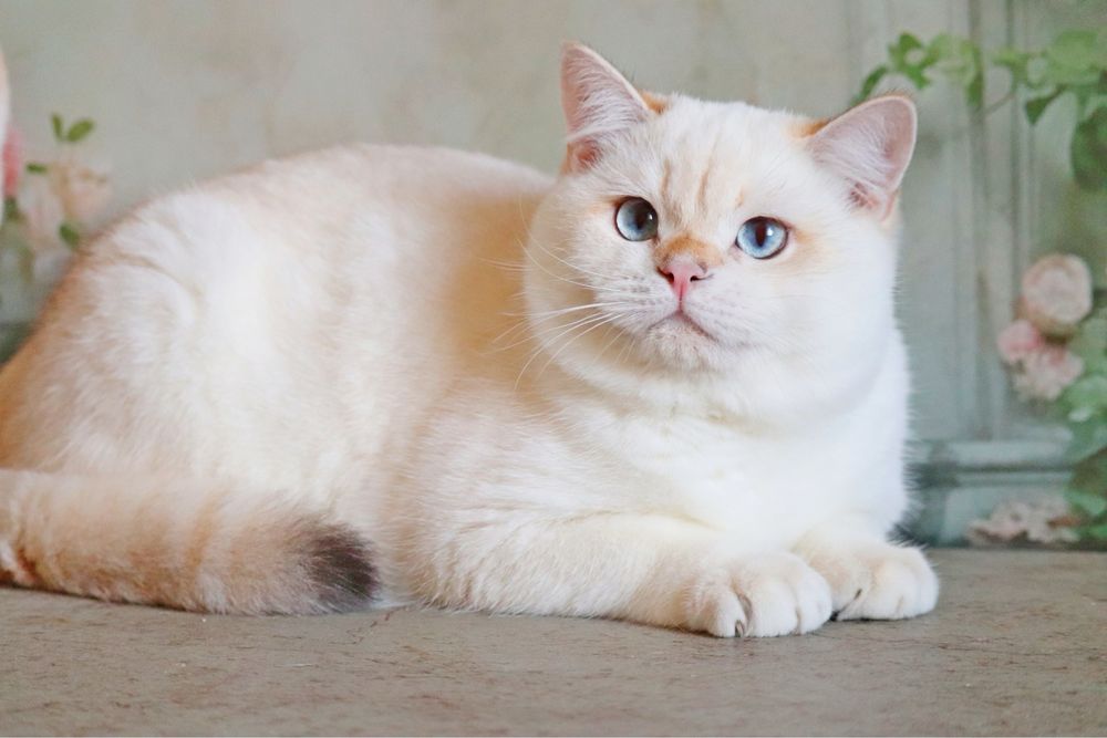 Британец 7 мемяцев