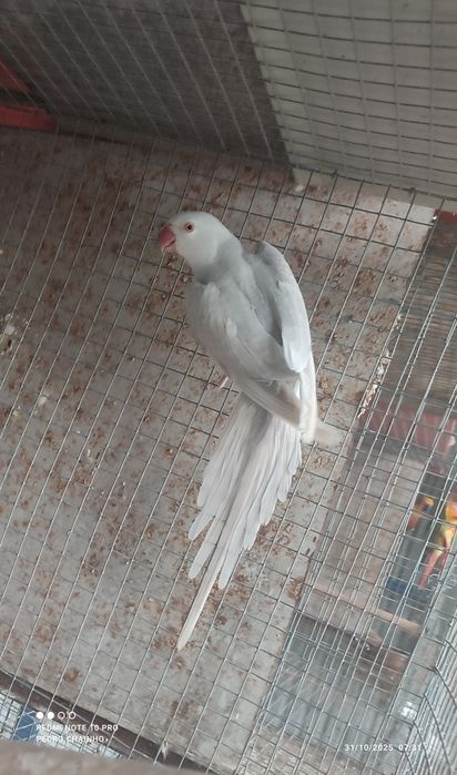 Ring neck fêmea 2024