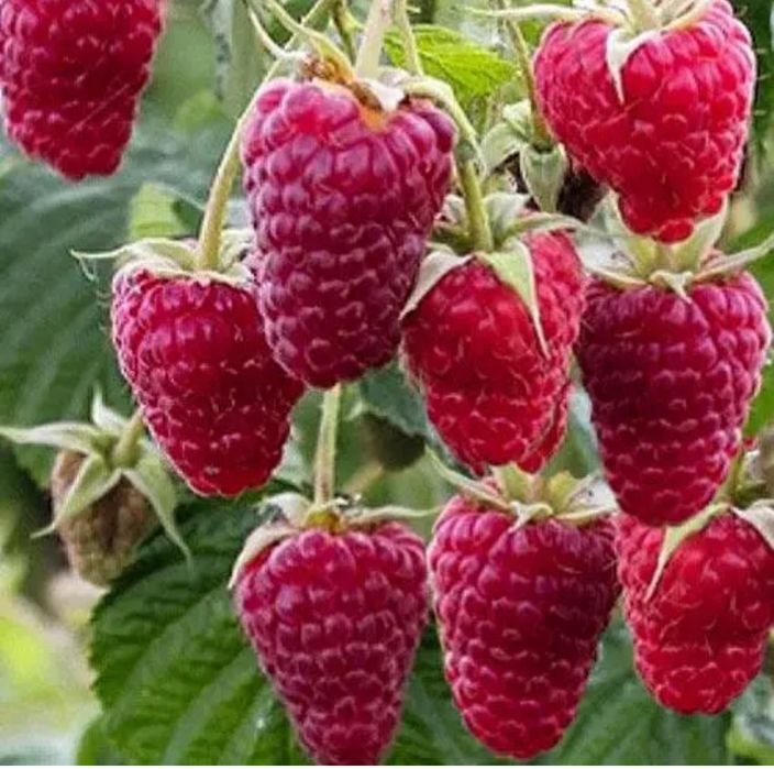 Продам малину смачну та солодку