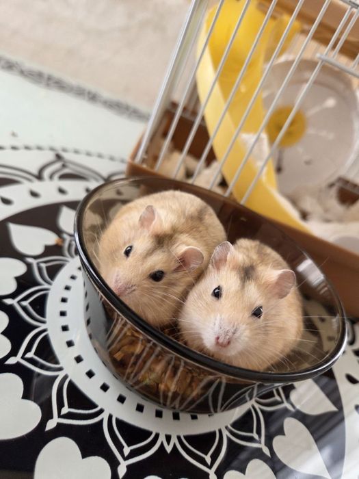 Джунгарский хом'як (джунгарик)