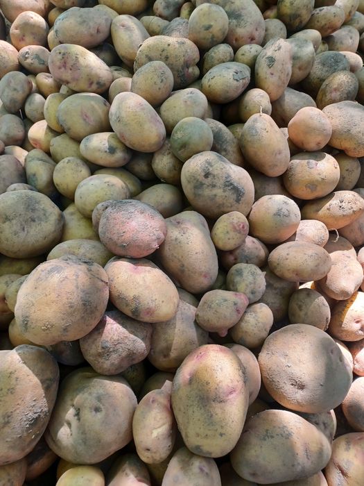 Картопля різних сортів на зиму.