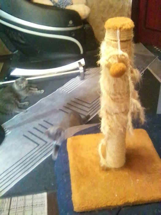 Когтеточка для котов