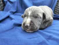 Amstaff Staffordshire Terrier