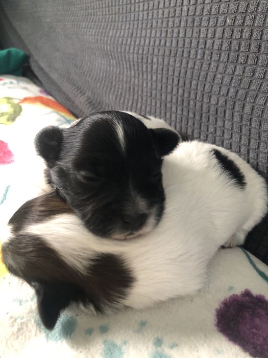Spaniel kontynentalny papillon suczka