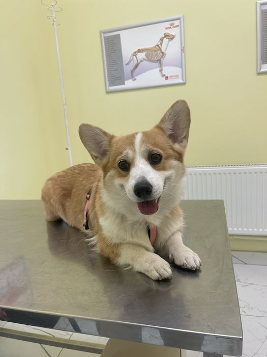 Дівчинка коргі шукає родину