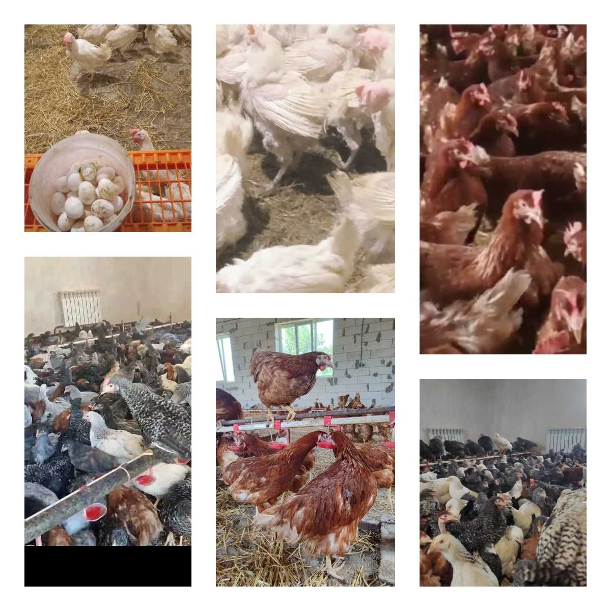 Продам кури несушки! Доставка безкоштовна. Диканька!