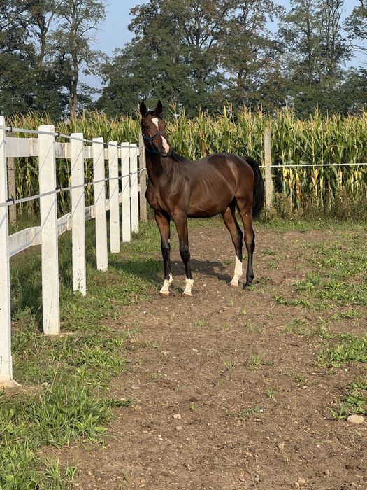 Młody przyszłościowy wałach