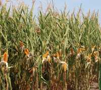 Nasiona kukurydzy SM PODOLE kiszonka FAO 250  (80 tys. nasion)