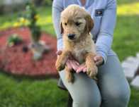 Golden retriever szczeniak